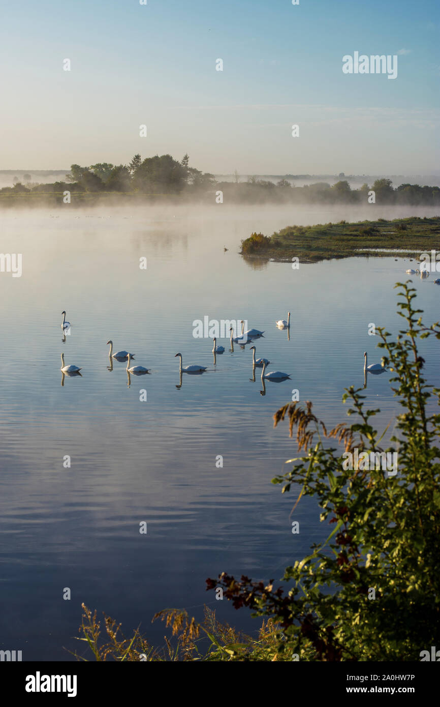 Cygnes dans les marais de la baie de Somme et dans la brume du matin Stock Photo