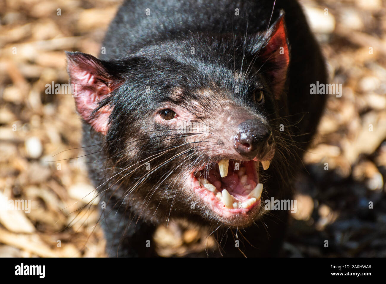 Tasmanian devil (Sarcophilus harrisii) with open mouth. Stock Photo