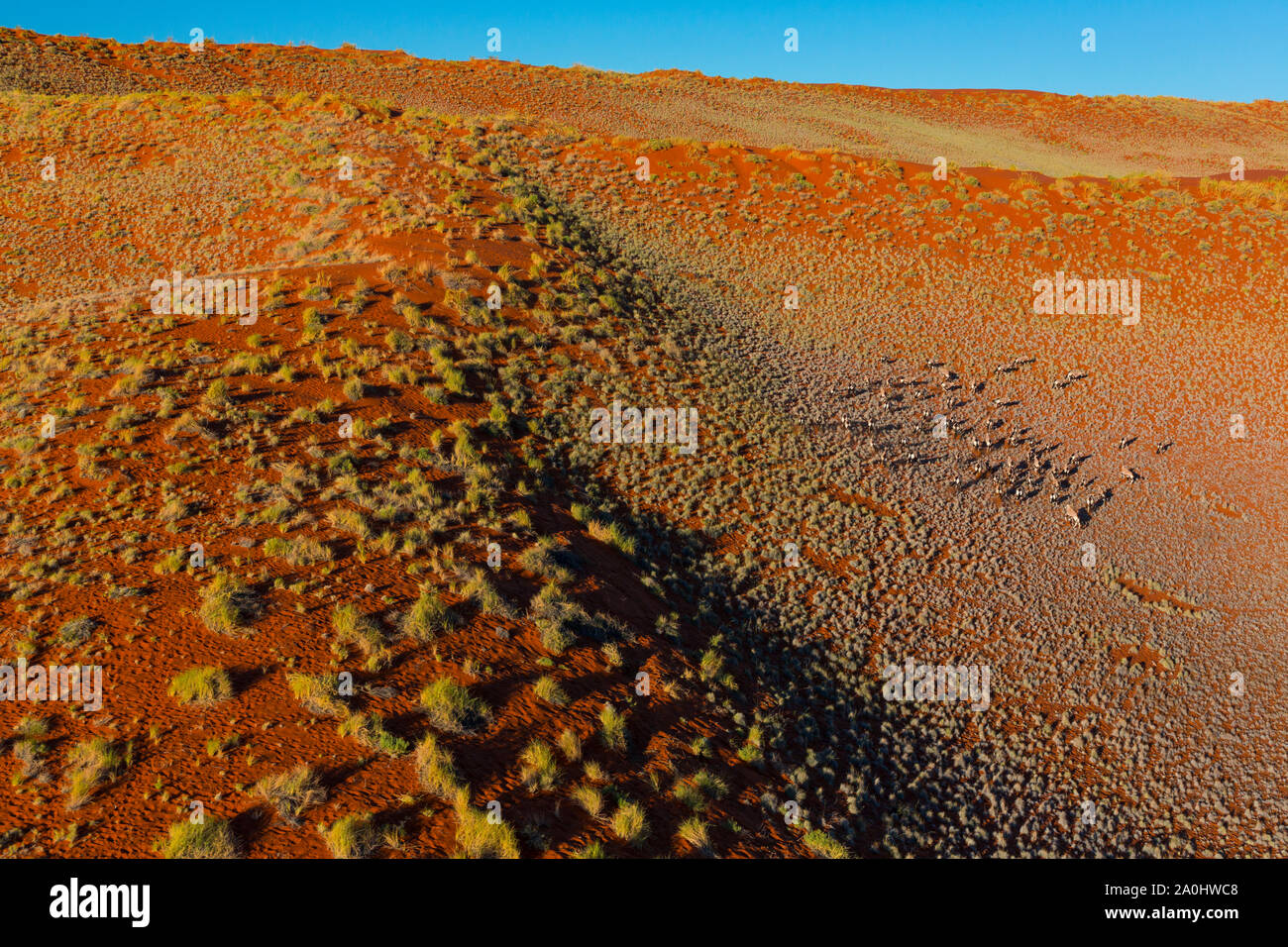 Gemsbok or gemsbuck (Oryx gazella), Namib Desert, Namibia, Africa Stock