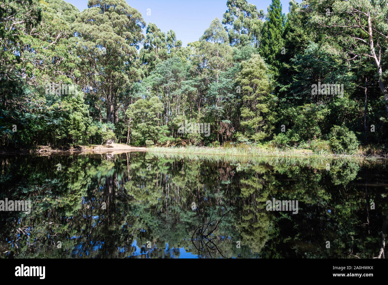 Man-made Sanatorium Lake in Macedon Ranges area of Victoria, Australia, with eucalyptus trees reflections in the water. Stock Photo