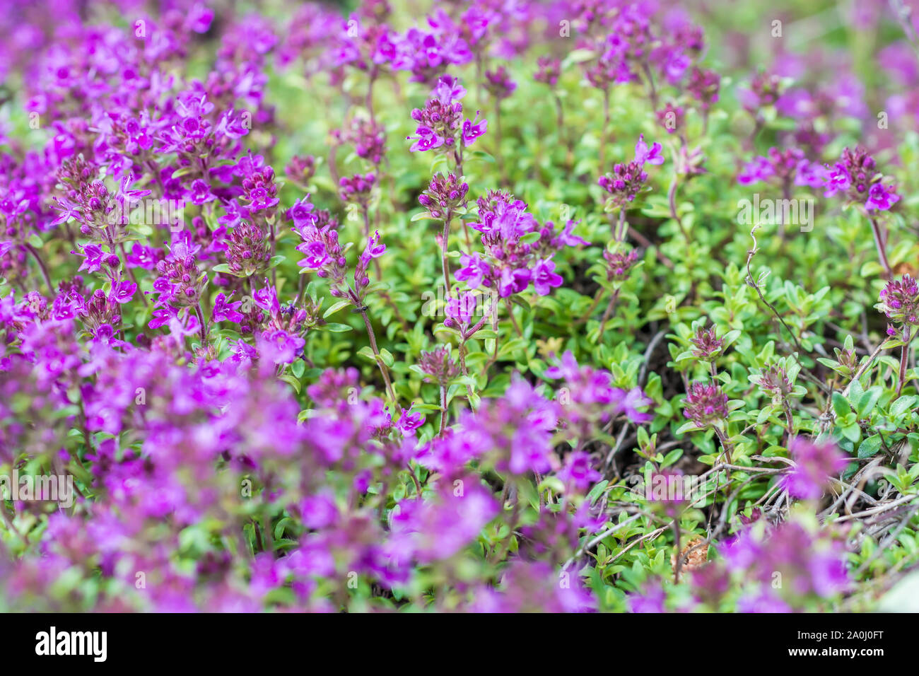 Purple Flowering Thyme Stock Photo Alamy