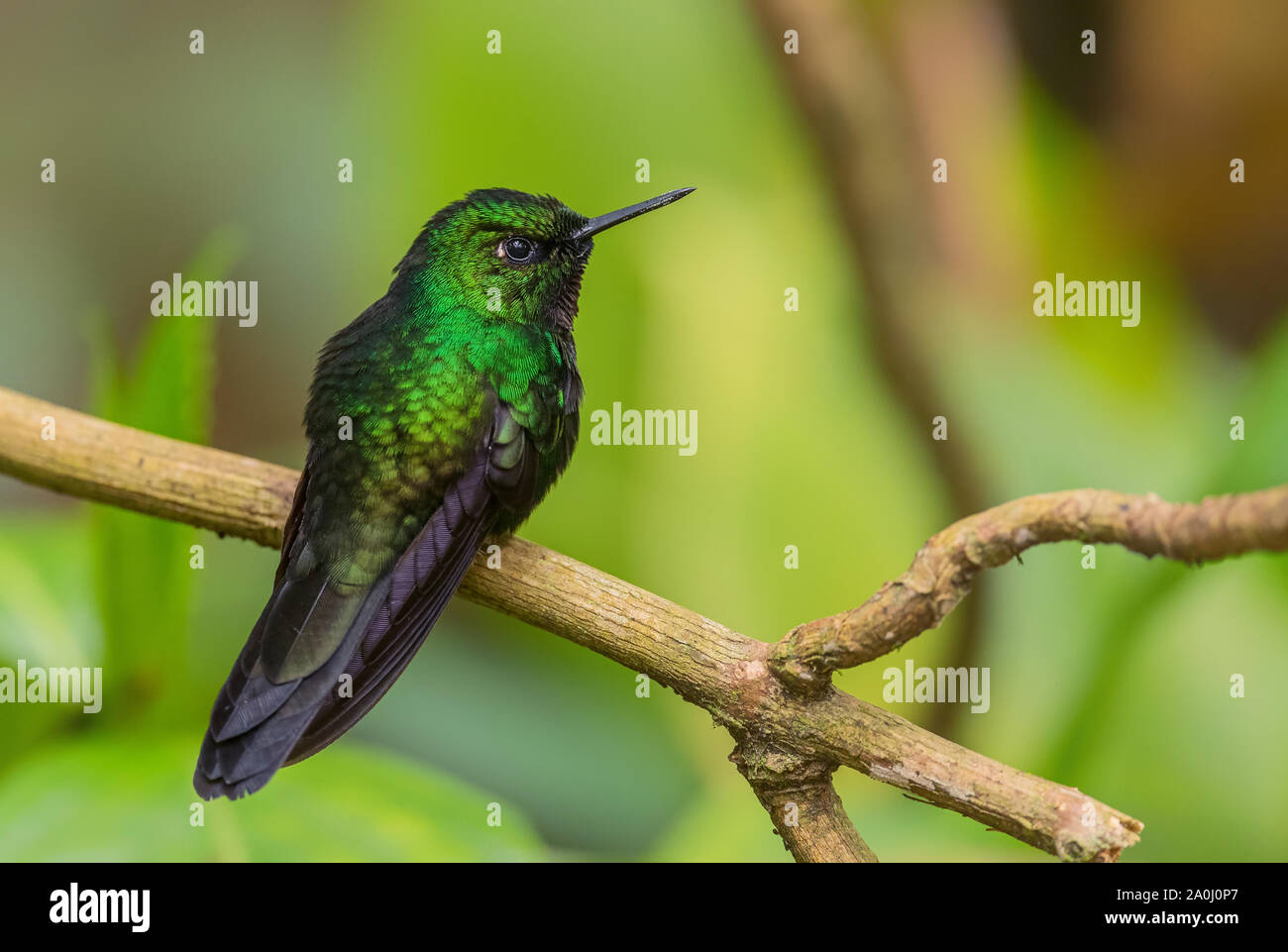 Tourmaline Sunangel - Heliangelus exortis, beautiful shining hummingbird from Andean slopes of South America, Guango Lodge, Ecuador. Stock Photo