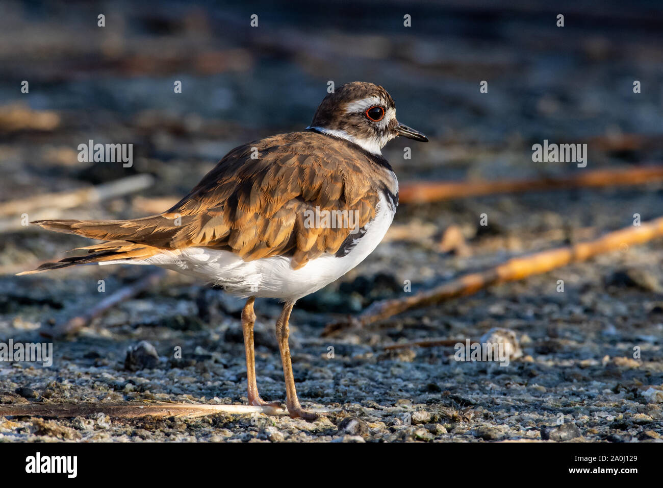 A killdeer (Charadrius vociferus) standing on the ground searching for food in Canada. Stock Photo