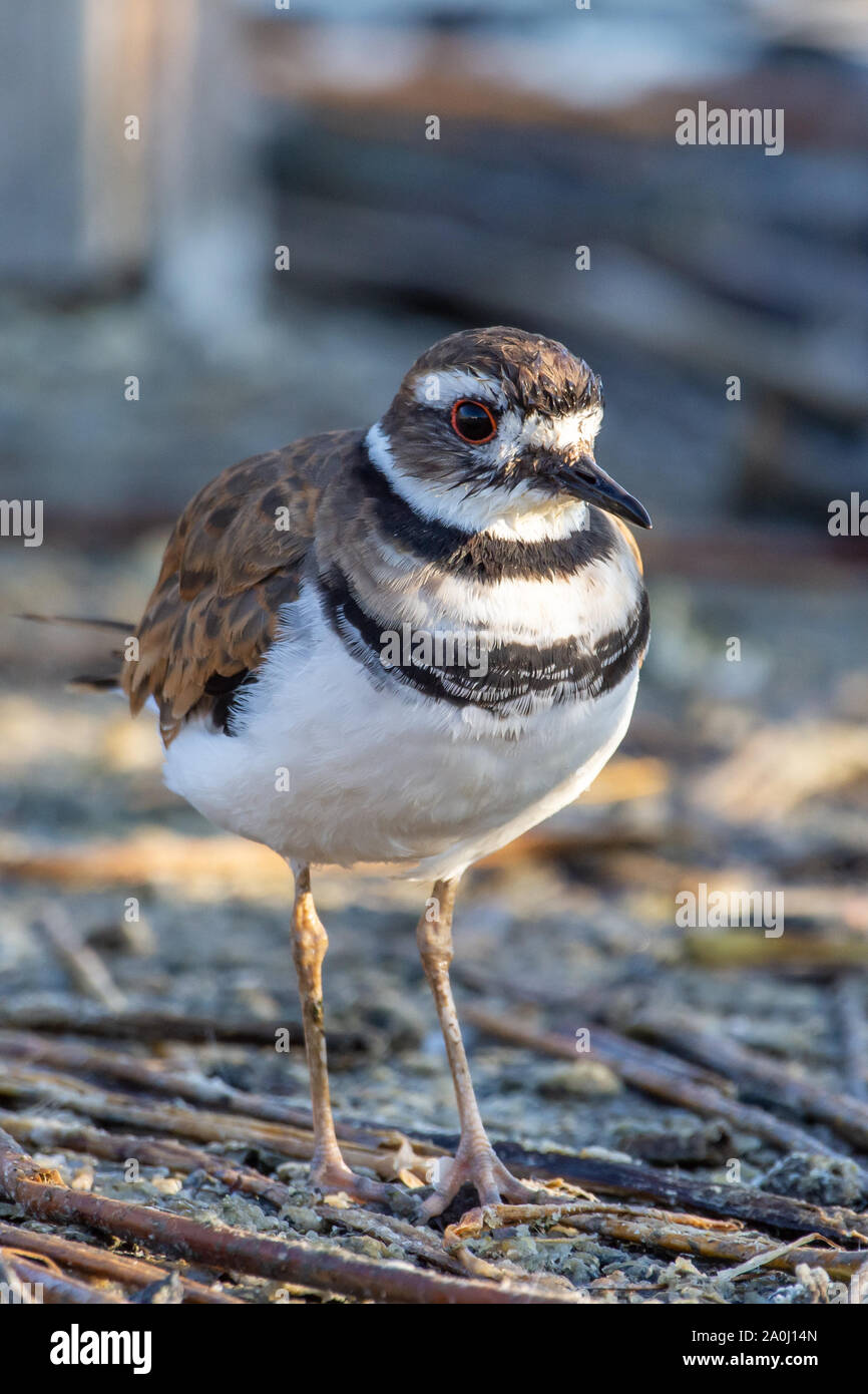 A killdeer (Charadrius vociferus) standing on the ground searching for food in Canada. (portrait view) Stock Photo
