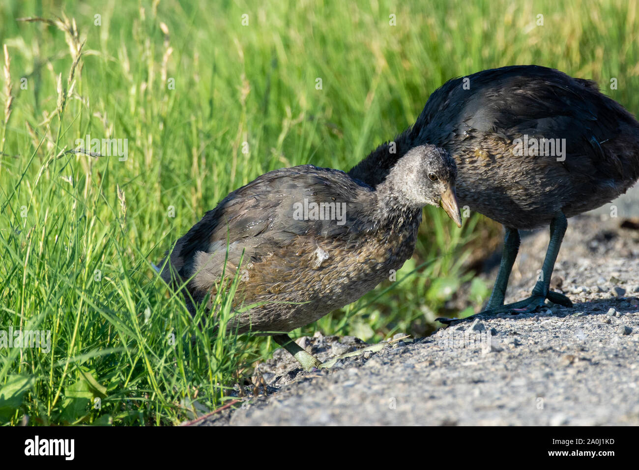 A juvenile American coot (Fulica americana), also known as a mud hen, is a bird of the family Rallidae standing in front of the marshland in the sunsh Stock Photo