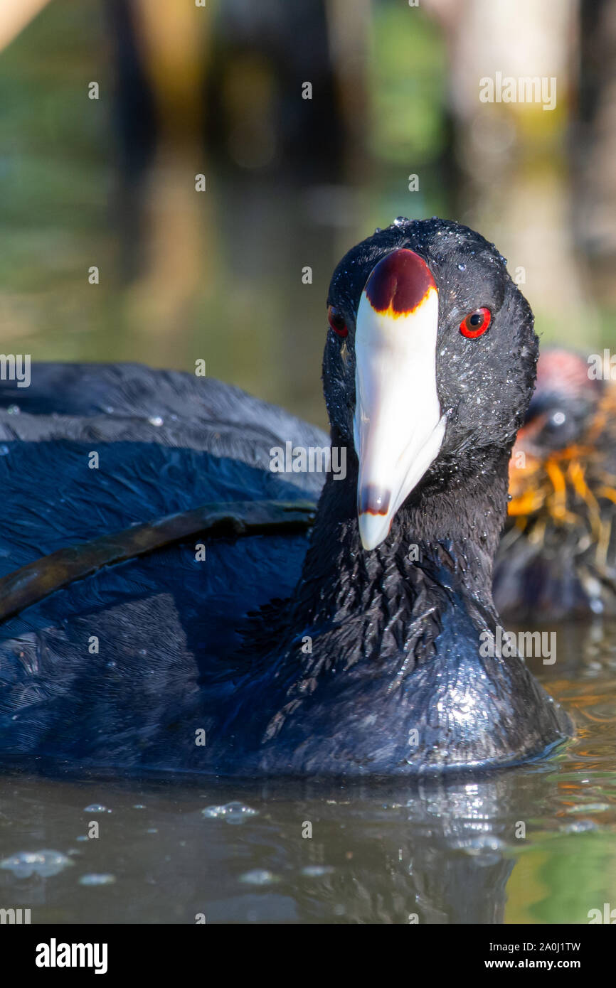 A close up female mother American coot (Fulica americana), also known as a mud hen, is a bird of the family Rallidae swimming and showing white beak a Stock Photo