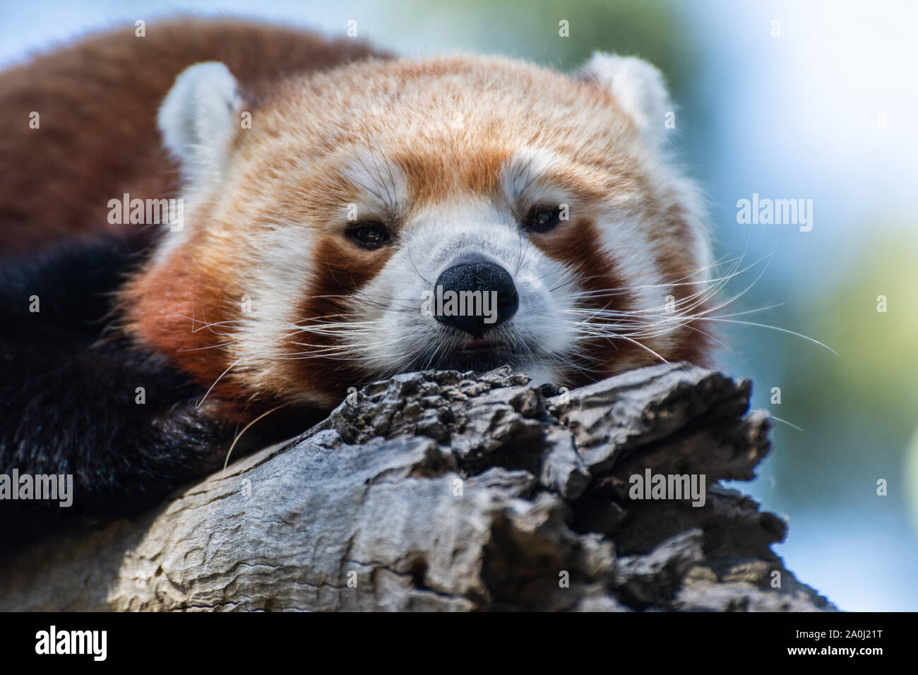Red panda (Ailurus fulgens) Stock Photo