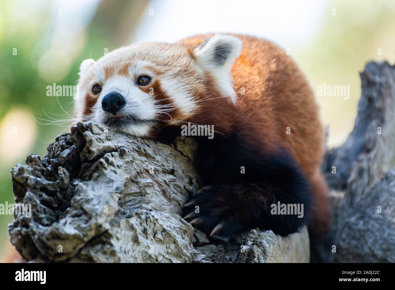 Red panda (Ailurus fulgens) Stock Photo