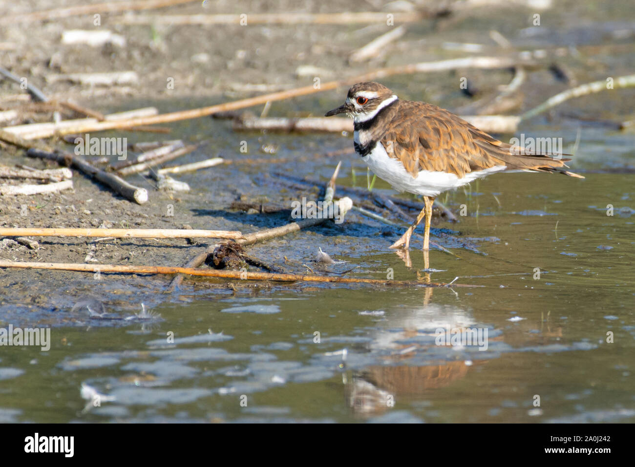 A killdeer (Charadrius vociferus) standing in the wetlands searching for food in Canada. Stock Photo