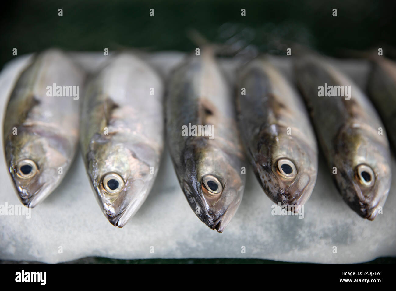 close up of a row of small Fish in Ho Chi Minh City fish market on ice Stock Photo