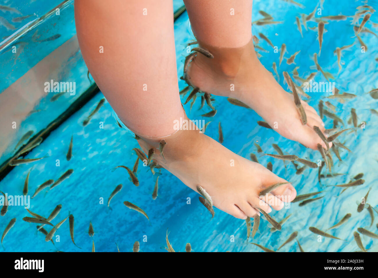 Doctor fish cleaning feet in a spa. Garra rufa or red garra fish Stock Photo