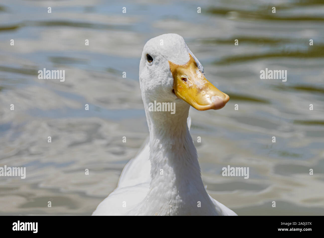 Portrait of a curious white pekin duck Stock Photo