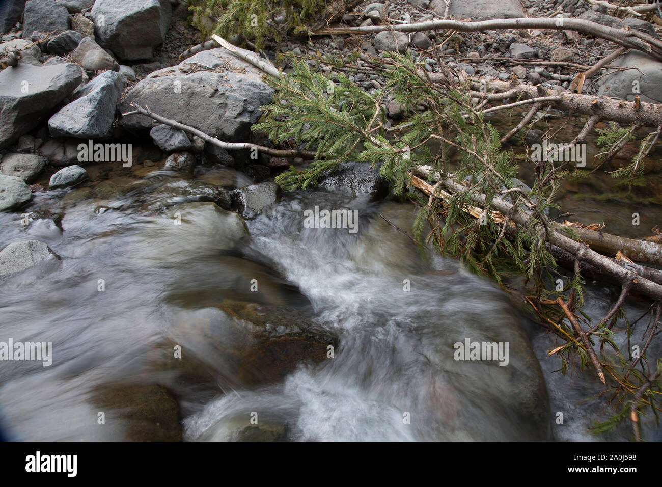 A creek flows past fallen tree branches in southwest Colorado. Stock Photo