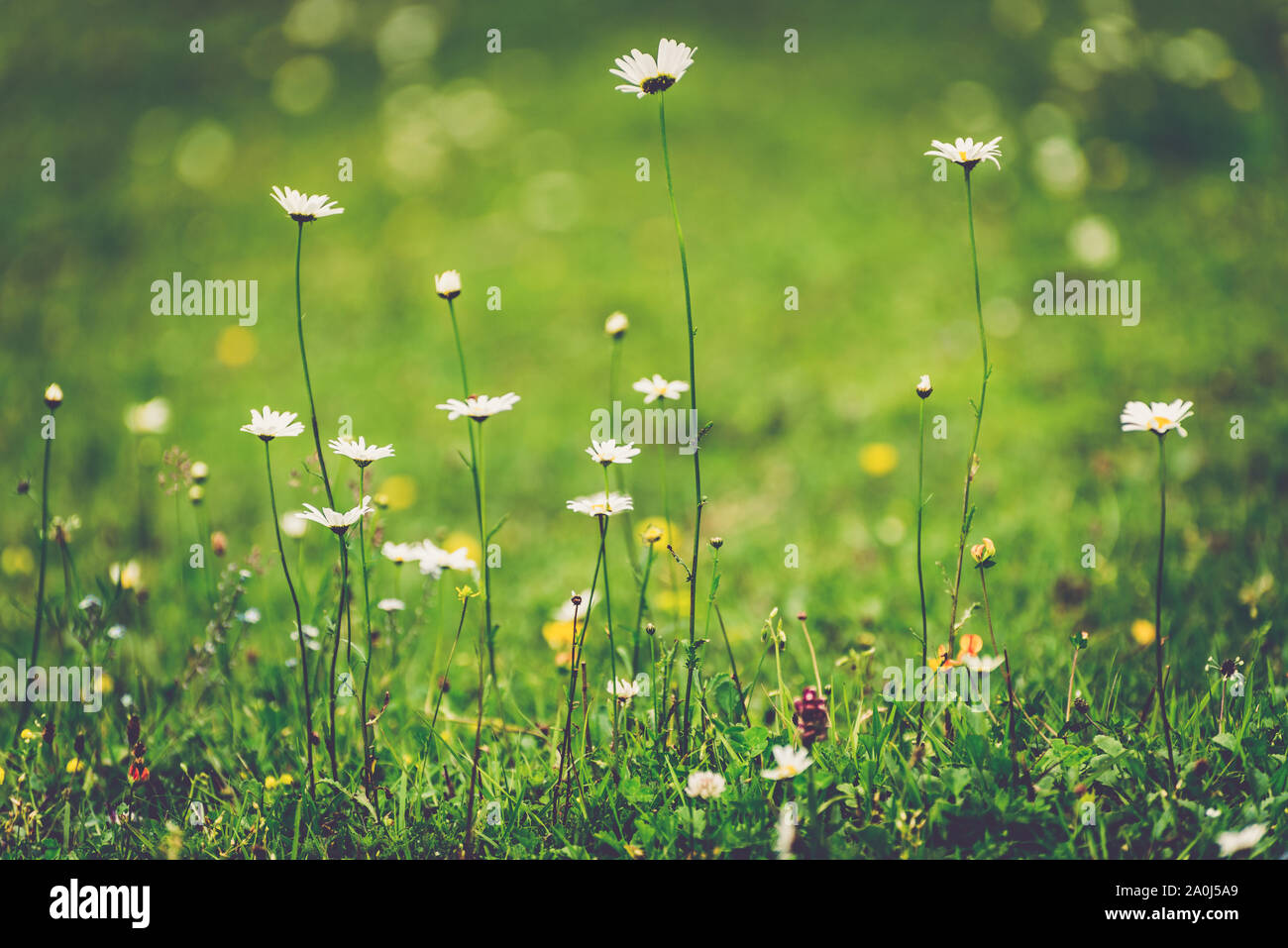 Vintage floral background with white daisies. Chamomile flowers on a green summer meadow. Herbal close-up of wildflowers and field grass. Stock Photo