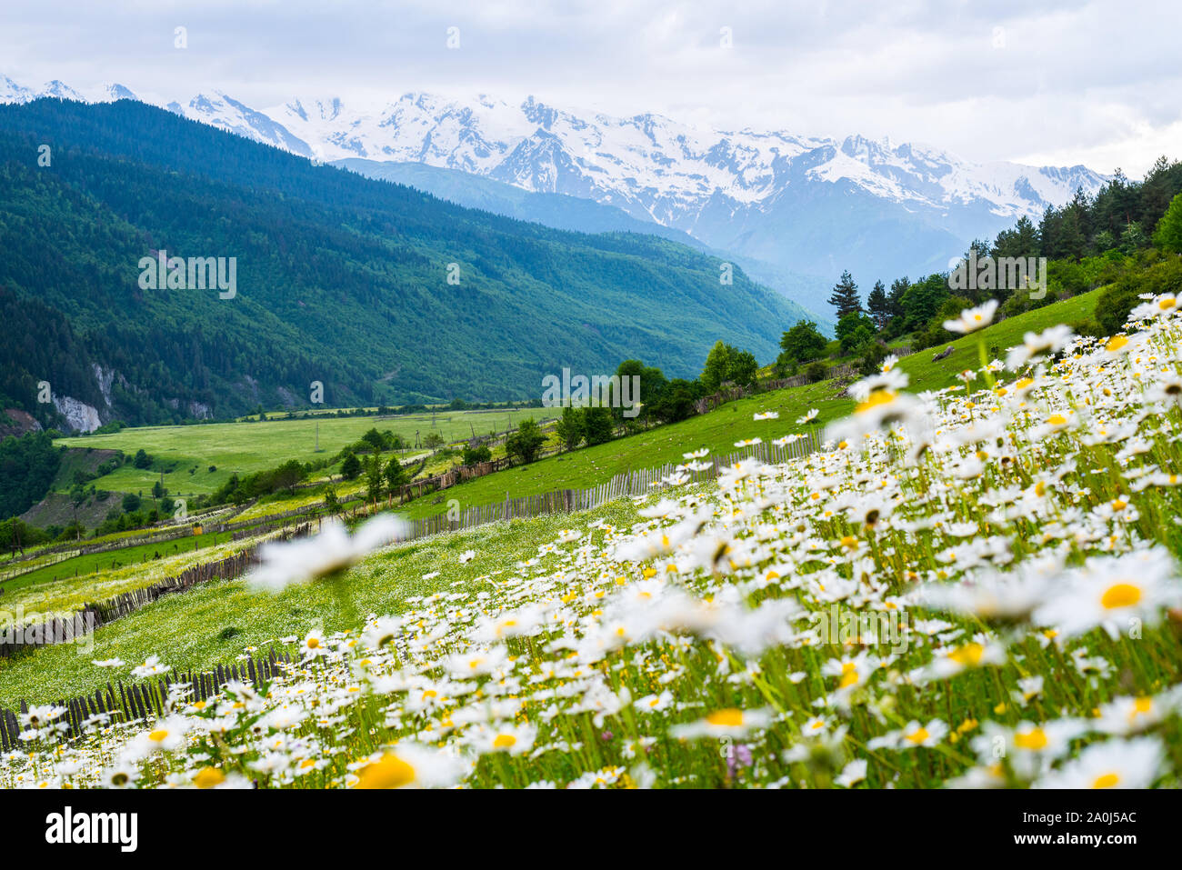 Mountain landscape with field of wild flowers. Chamomile meadow with snowy mountains in the background. Nature of Caucasus - Mestia, Svaneti, Georgia Stock Photo