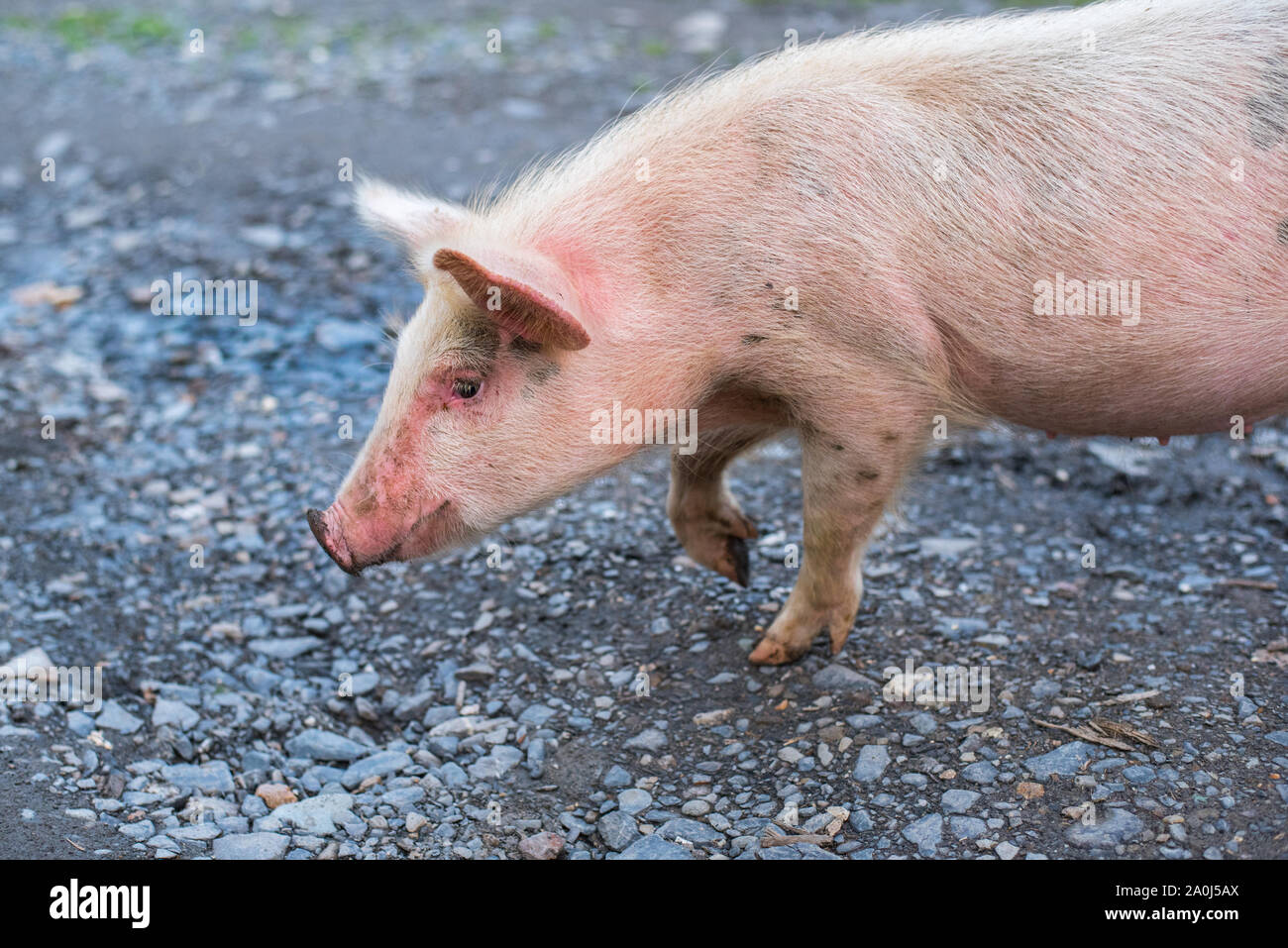 Lovely young pig freezes in uncertainty snuffing. Close-up Stock Photo