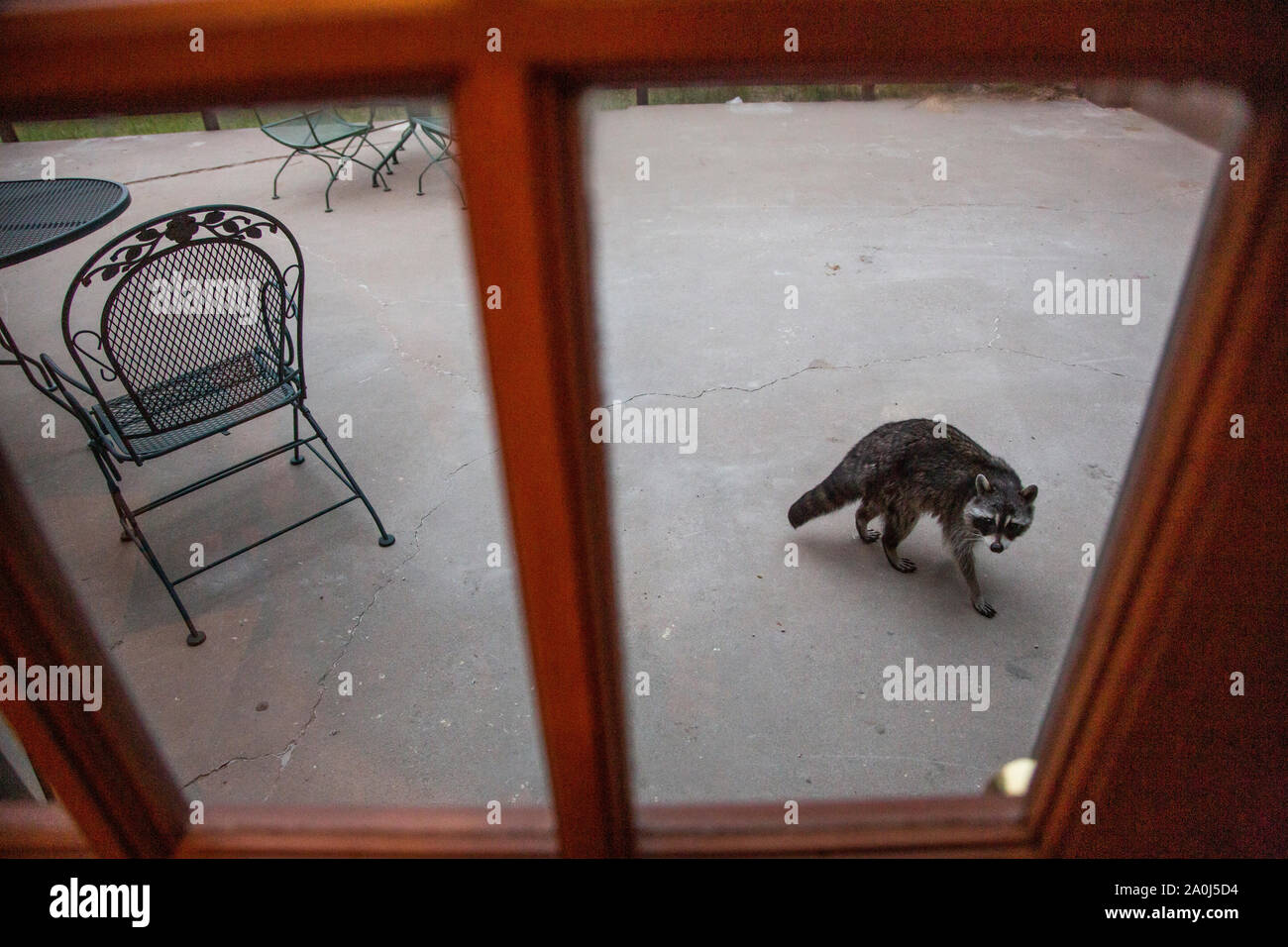 A Raccoon Approaches The Kitchen Of A Mountain Cabin In Colorado
