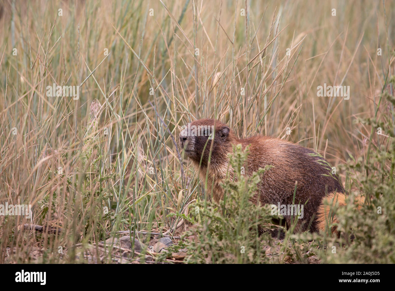 A marmot peers out from brush in Southwest Colorado. Stock Photo