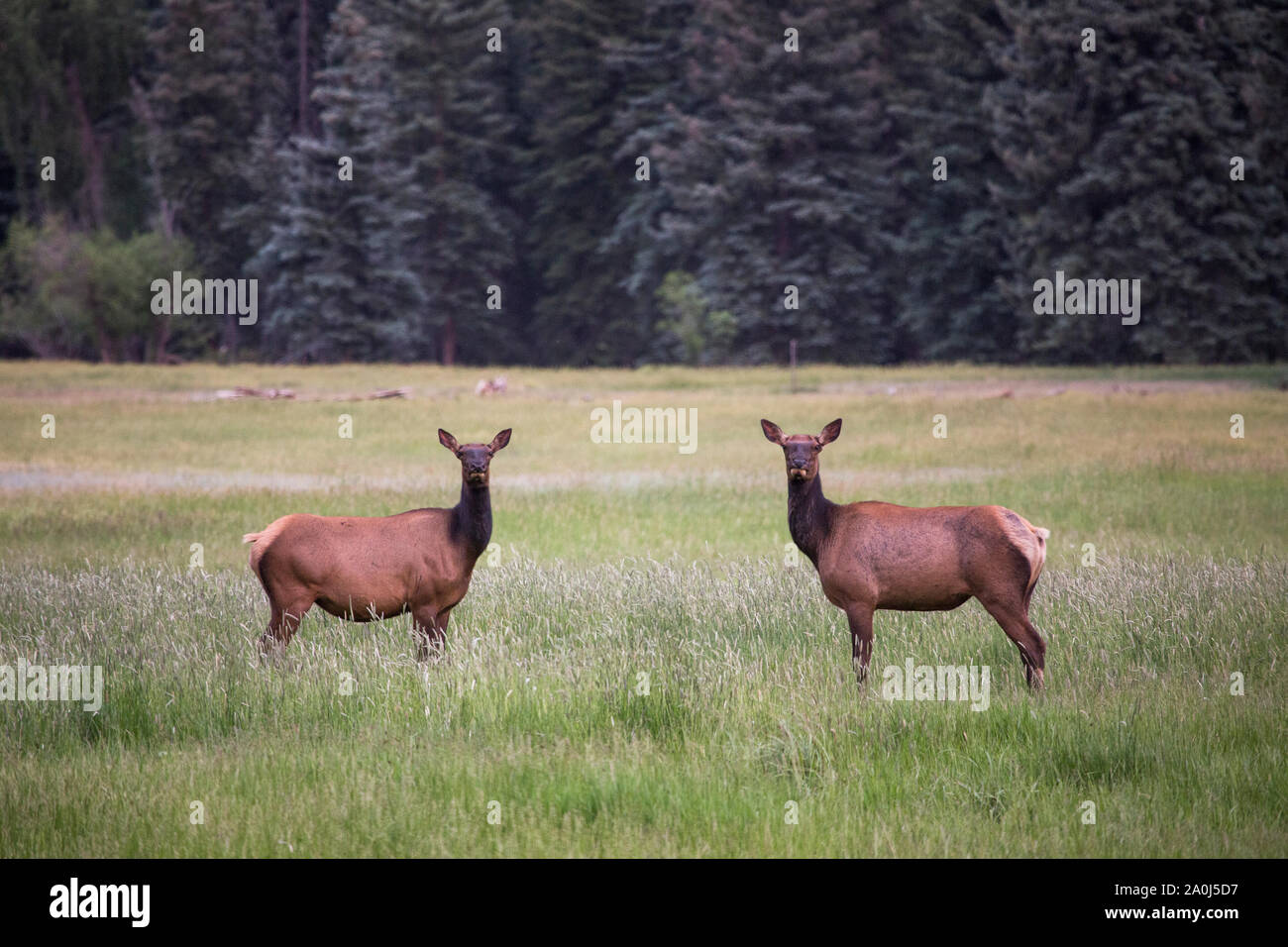 A pair of female elk stare look out from a field in southwest Colorado Stock Photo