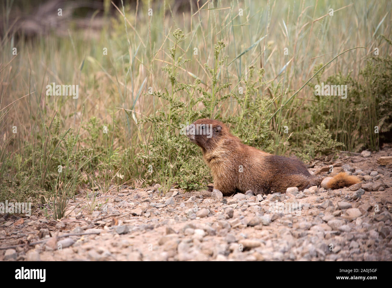 A wild marmot peers out from brush in Southwest Colorado. Stock Photo