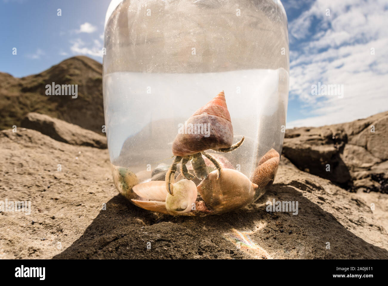 Hermit crab with colorful shell in a bucket Stock Photo