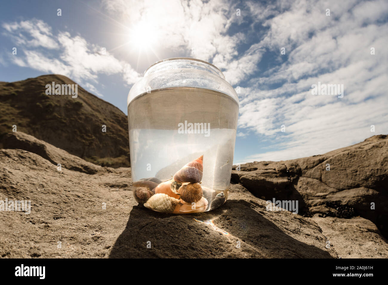 Crabs and shells in a bucket on a sunny day Stock Photo