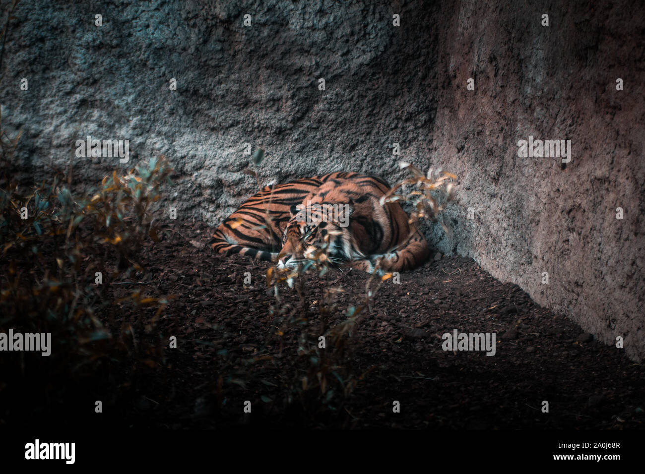 Tiger sleeps peacefully during the day Stock Photo
