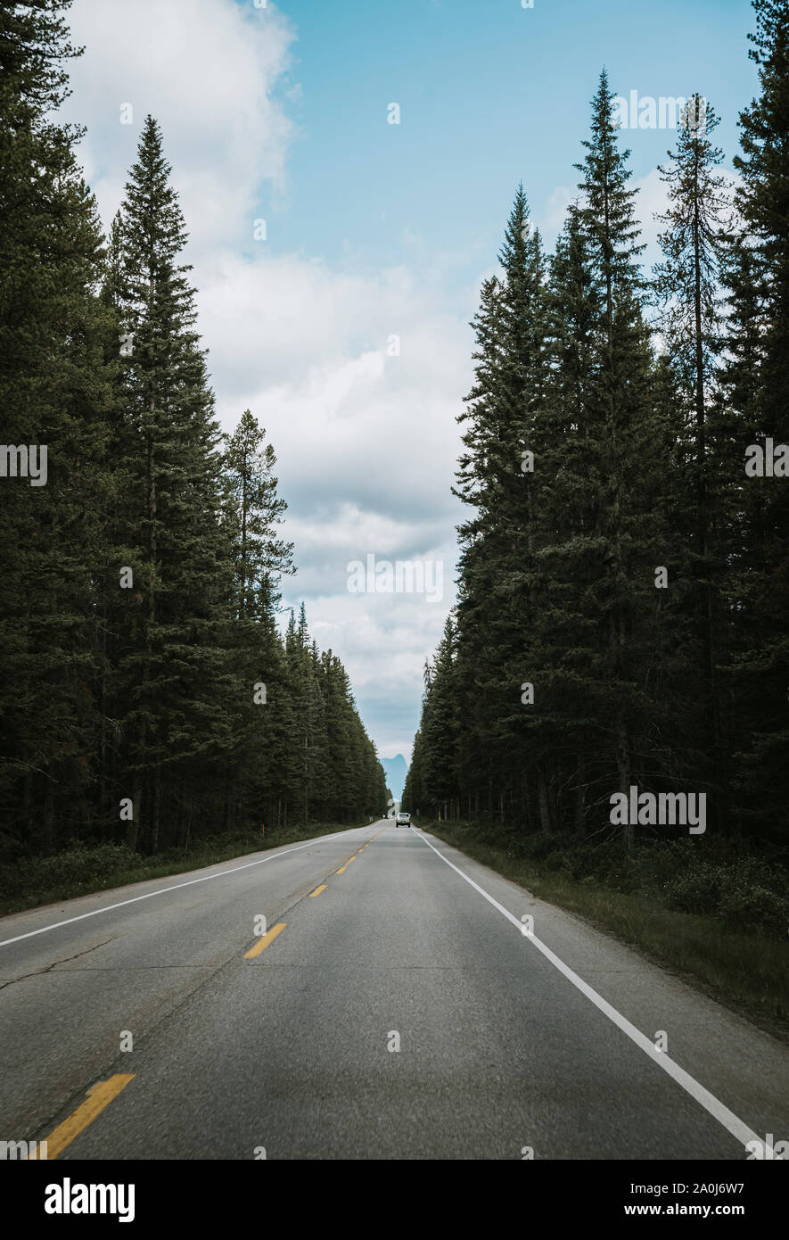 Alberta evergreen trees hires stock photography and images Alamy