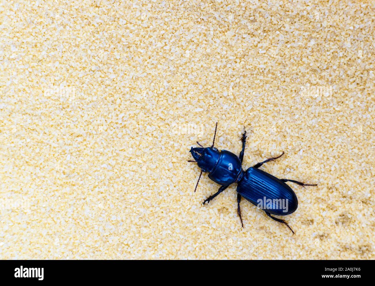 Big-Headed Ground Beetle crawling through light colored sand with room for text. Stock Photo