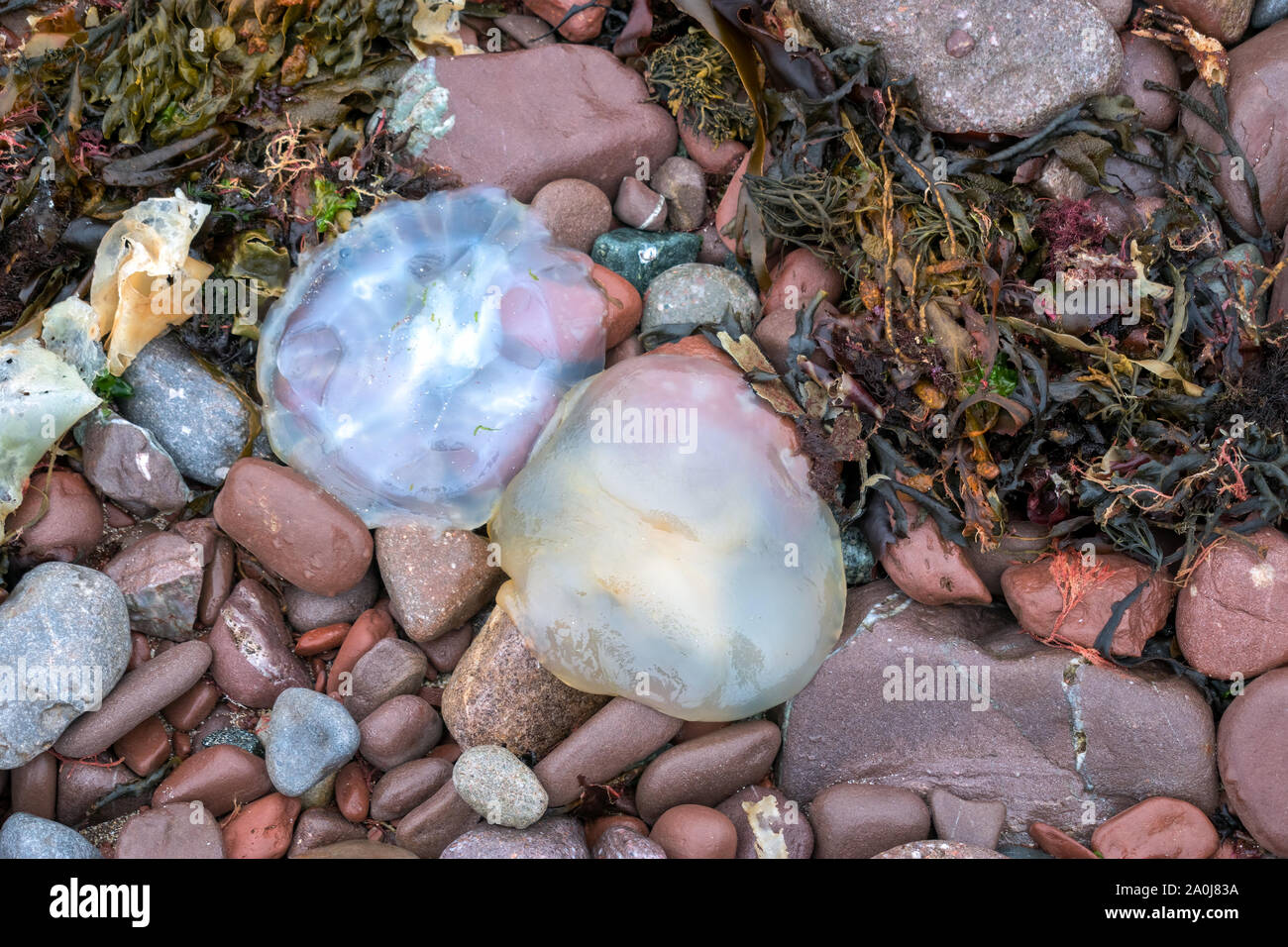 Barrel Jellyfish (Rhizostoma pulmo) washed ashore at st Brides Bay Pembrokeshire Stock Photo