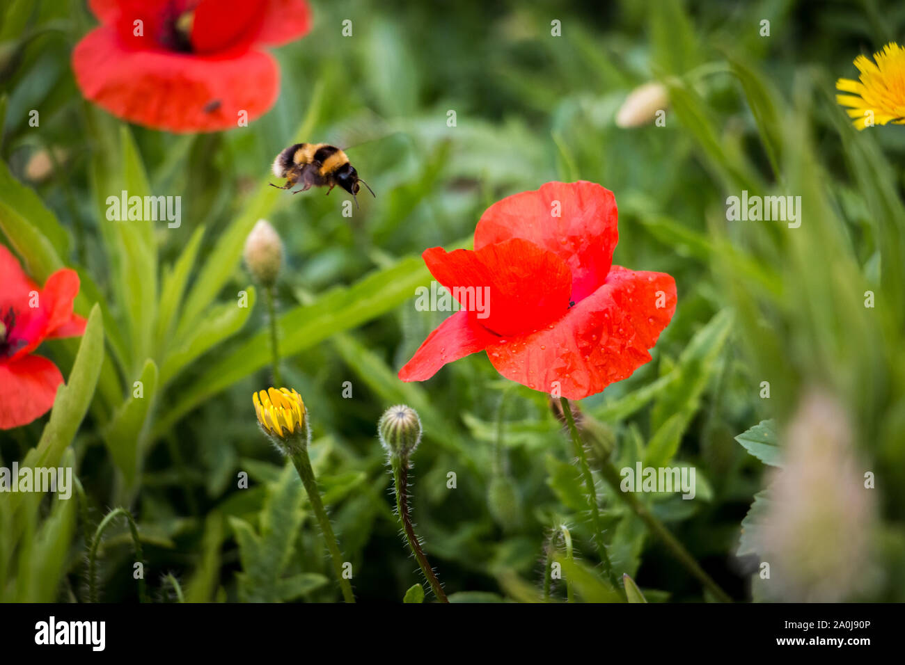Poppies field bee hi-res stock photography and images - Alamy