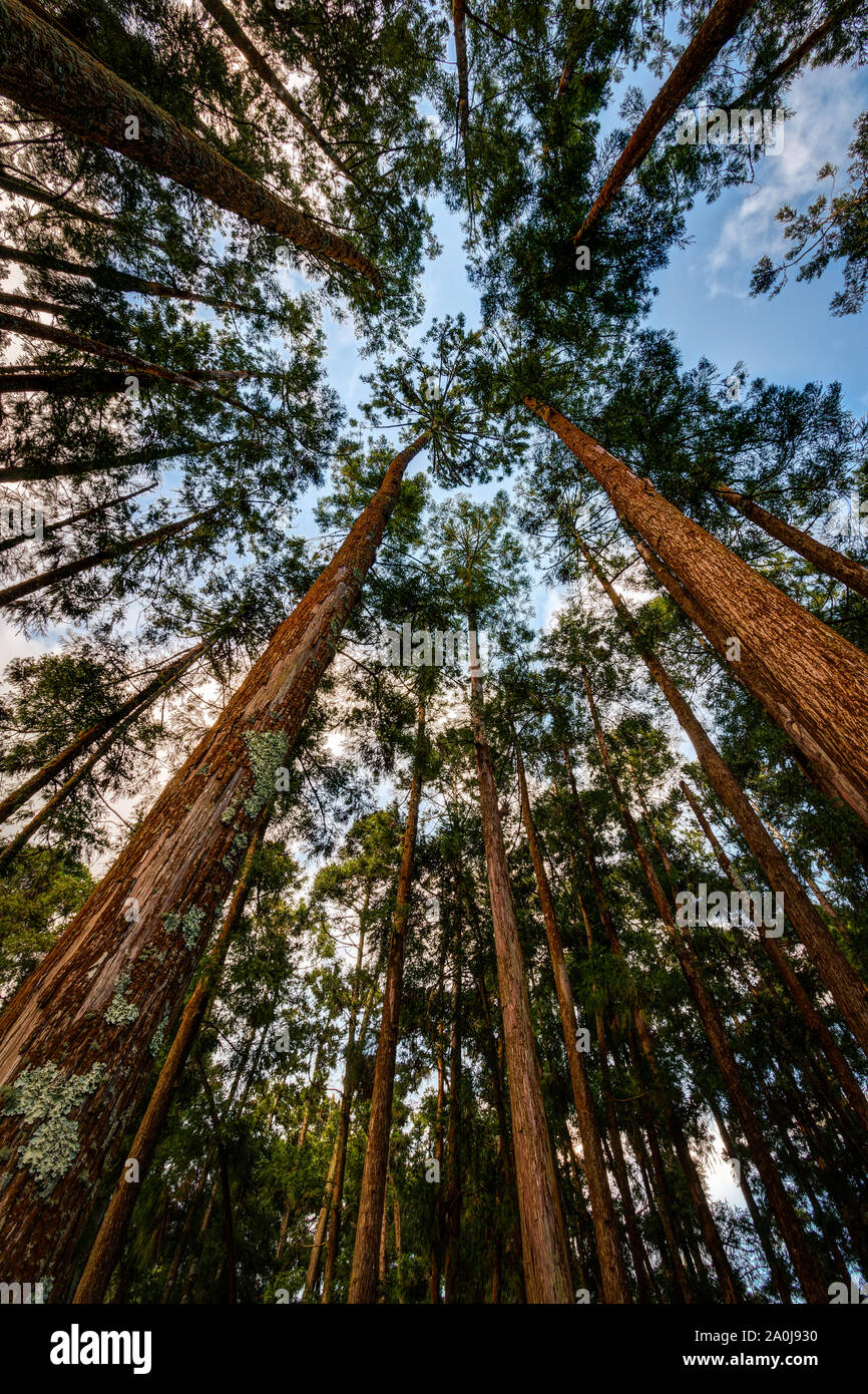 Looking tall beautiful trees in hi-res stock photography and images - Alamy