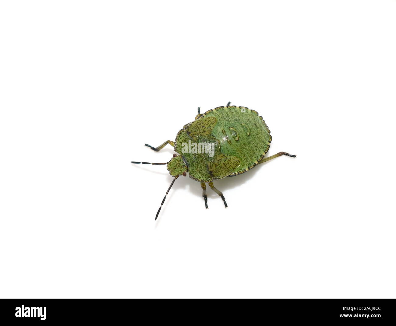 Green shield bug Palomena prasina young nymph on white background Stock Photo