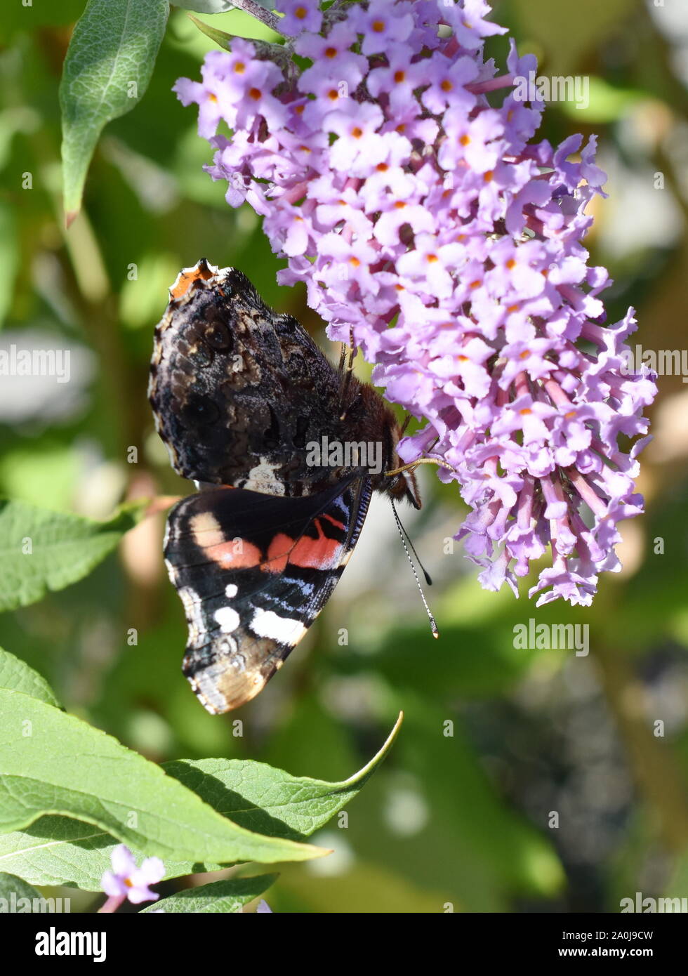 Red admiral butterfly Vanessa atalanta on a buddleia shrub flower Stock Photo