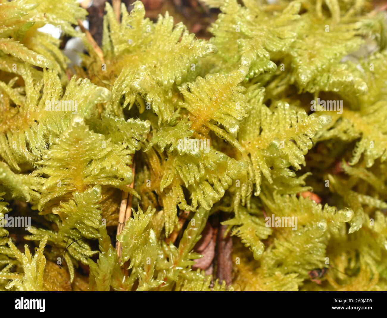 Knights plume moss Ptilium crista-castrensis Stock Photo