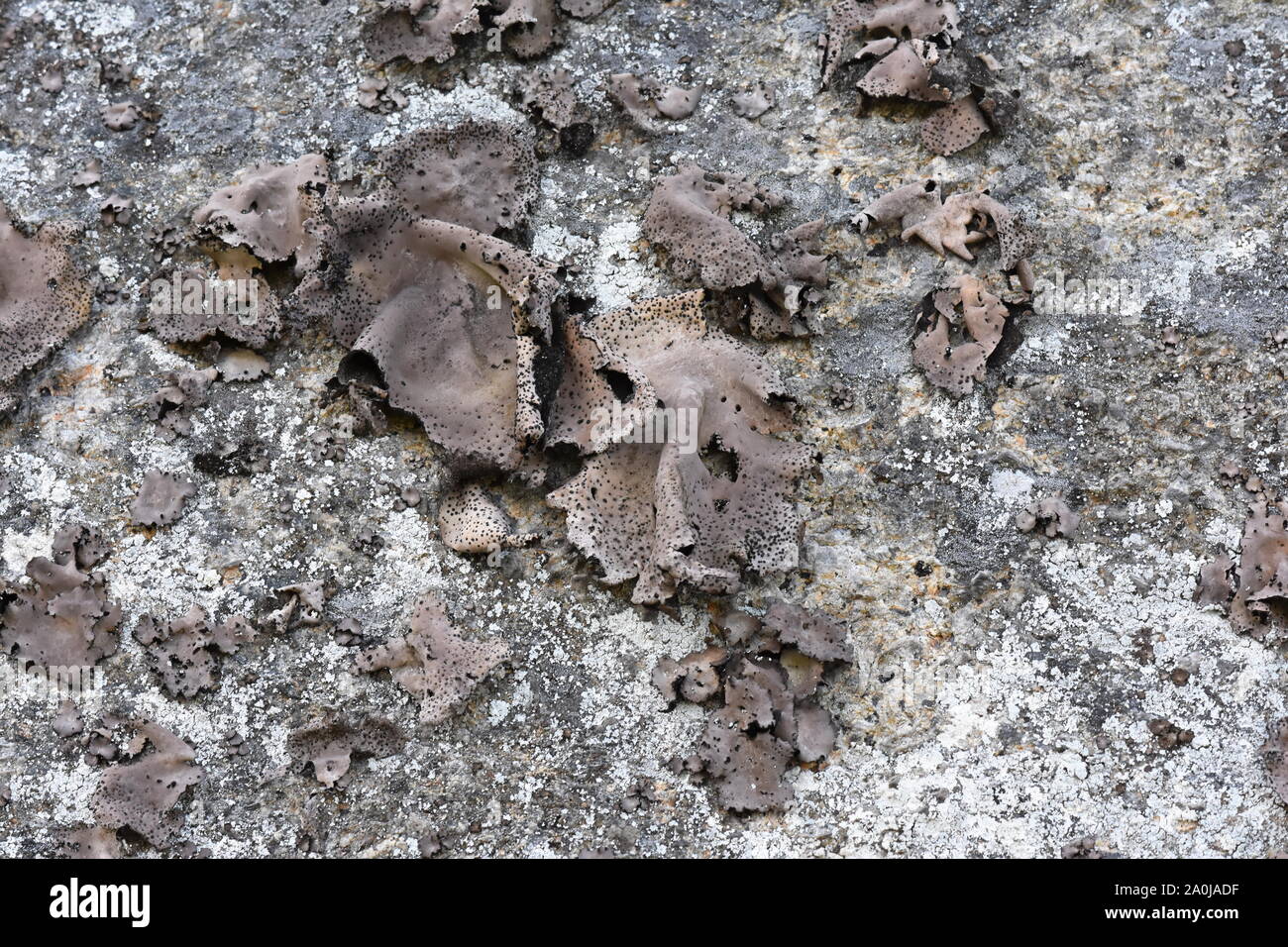 Navel lichen Umbilicaria vellea growing on a stone Stock Photo