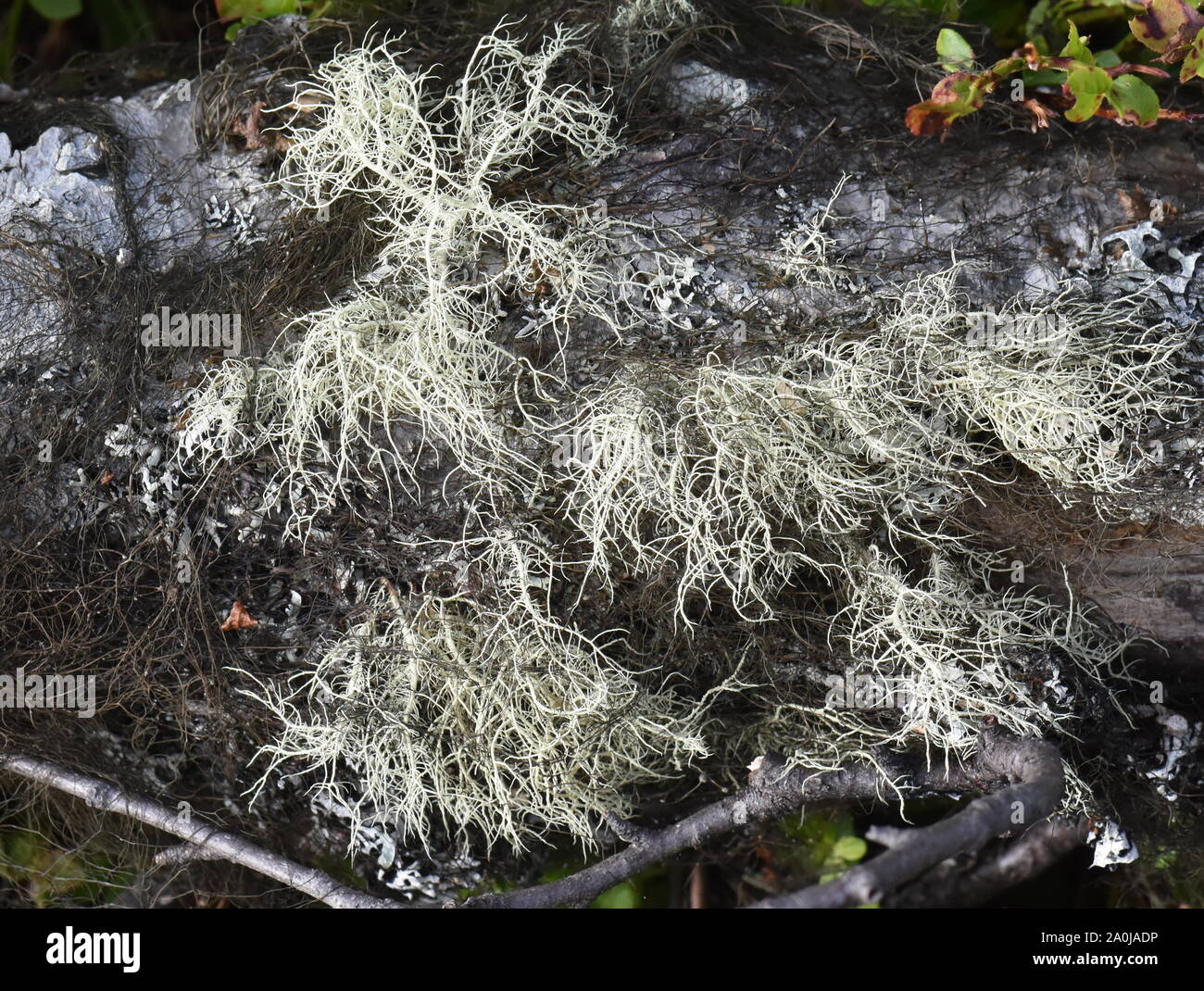 Two different lichen Bryoria and Usnea growing on the same tree trunk Stock Photo