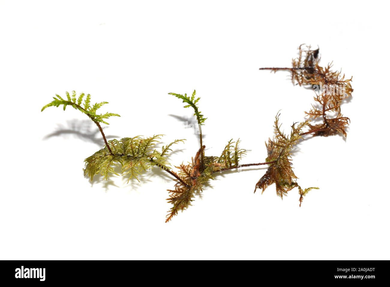 Stairstep moss Hylocomium splendens on white background Stock Photo