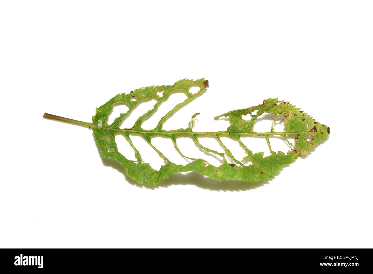 Holes in leaf from bird cherry tree damaged by pest insects Stock Photo