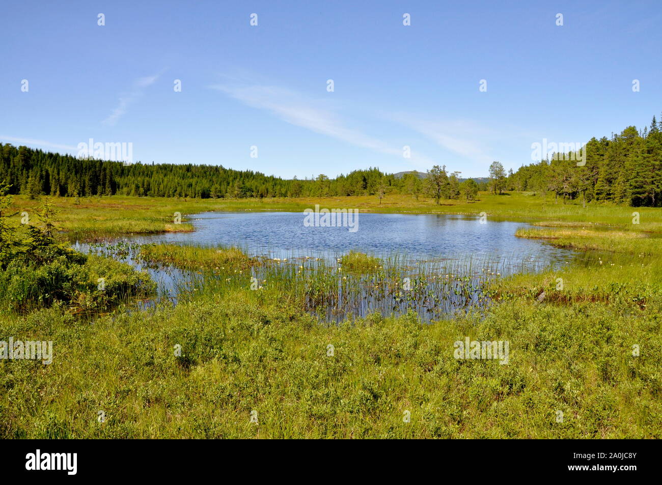 Marshland and pond in a forest Stock Photo