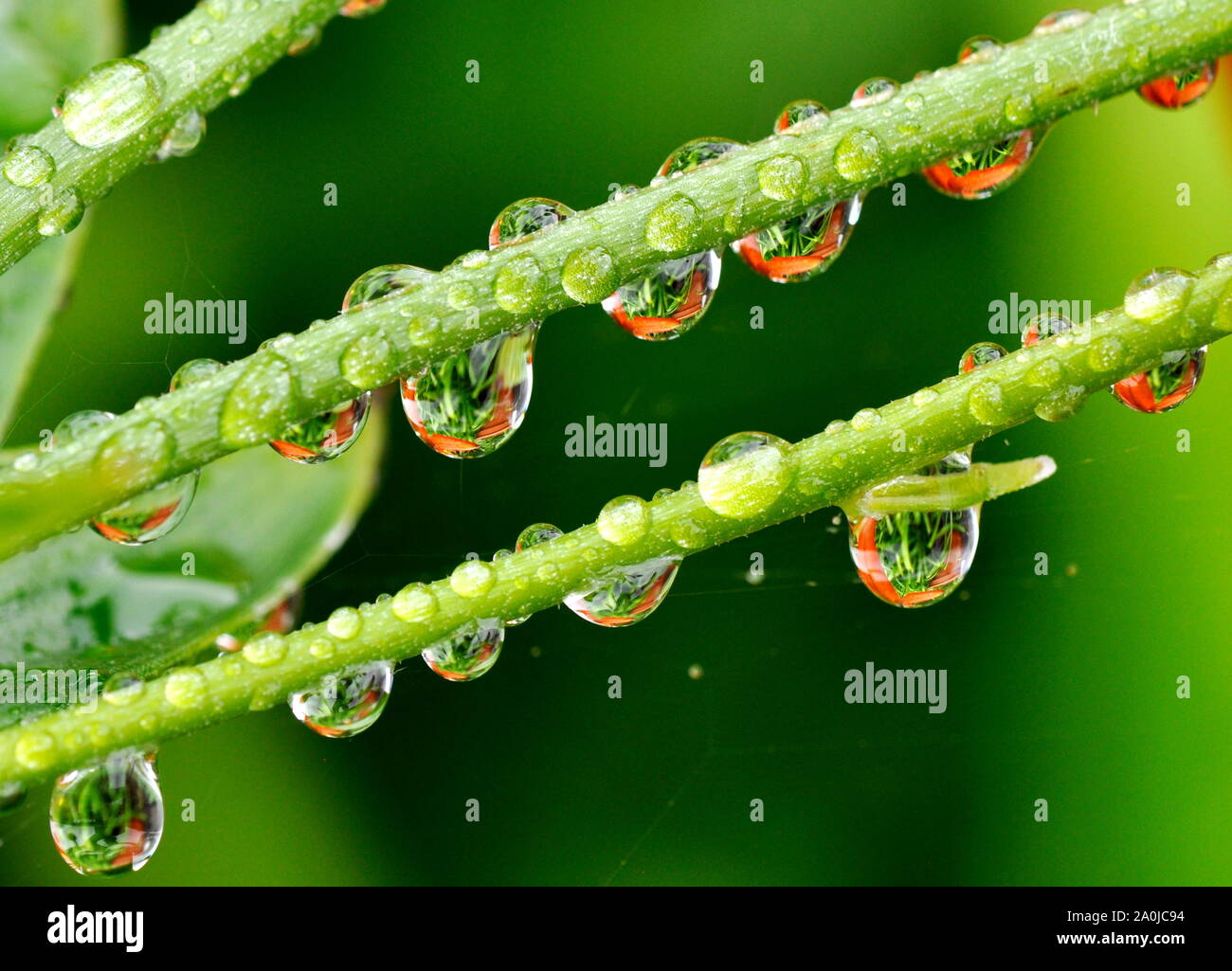 Wet raindrops hi res stock photography and images Alamy