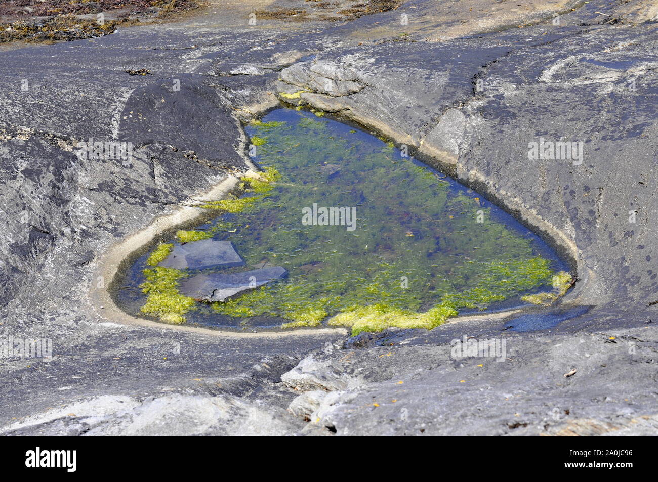 Seascape with heartshaped pond filled with green seaweed Stock Photo