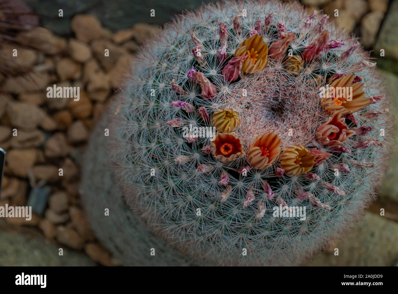 Close-up of Mammillaria candida cantus has a short white thorn around the tree. Stock Photo
