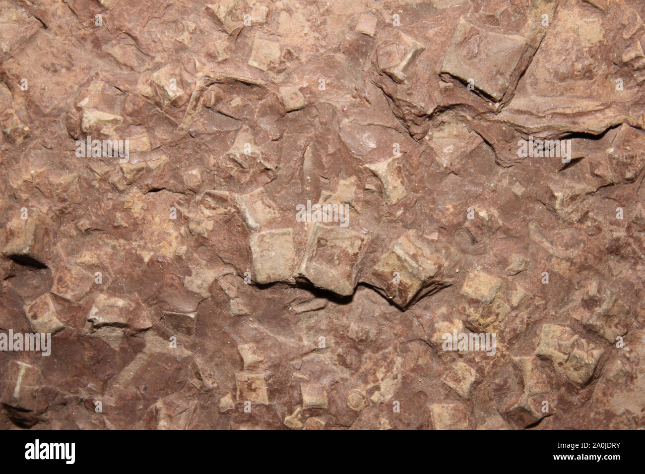 Halite Pseudomorphs, Weaver Valley, Cheshire Keuper Marl, Mercia Mudstone Group, Triassic Stock Photo