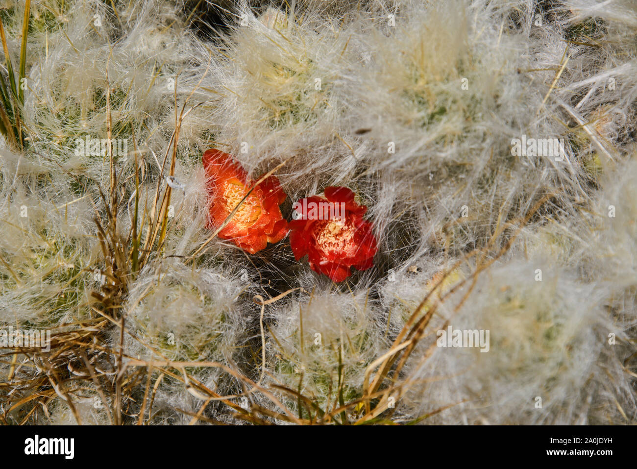 Mound cactus flowers (Tephrocactus floccosus) in the Cordillera Blanca, Ancash, Peru Stock Photo