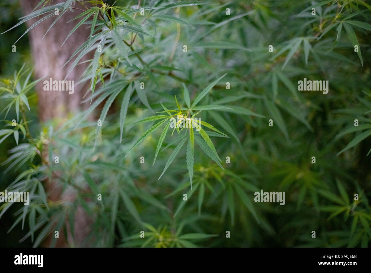 Marijuana or hemp plants in the wild Stock Photo