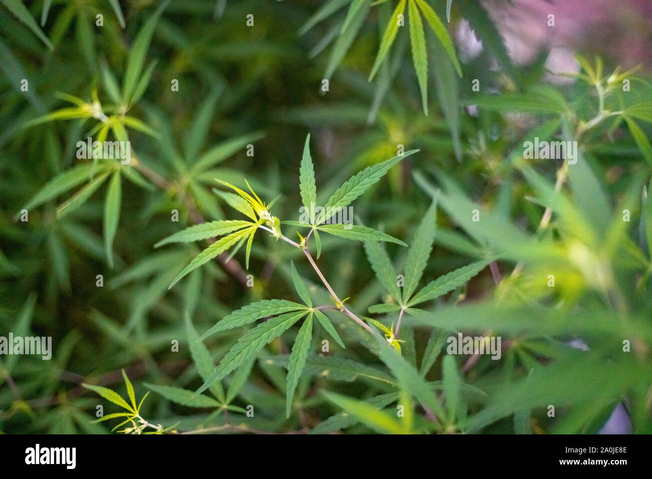 Marijuana or hemp plants in the wild Stock Photo
