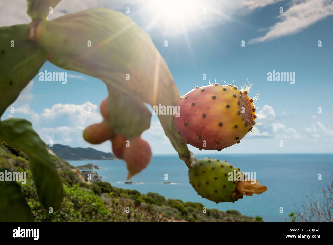 cactus branch with prickly pears, with sunny seascape background Stock Photo