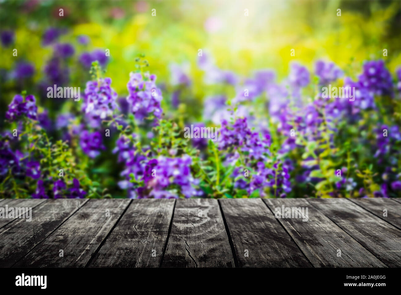 Empty wooden floor with blurred flower in the meadow under sunlight background. For product display. Stock Photo