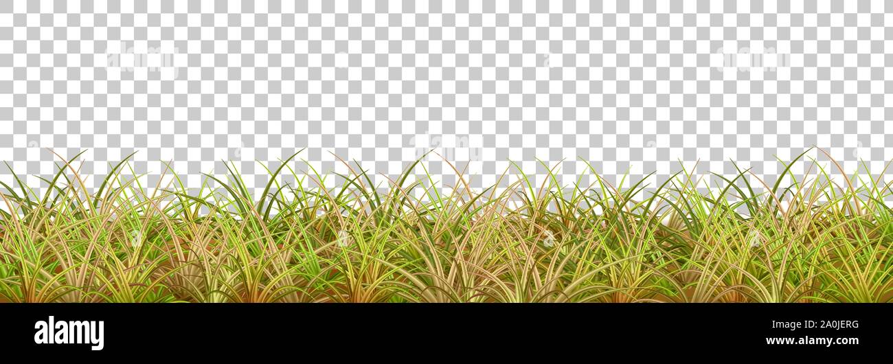 Autumn grass border on transparent background. Vector illustration Stock Vector